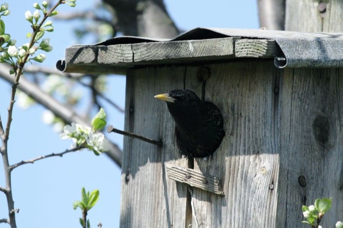 Starling in a nest box, photo by A. Kogut