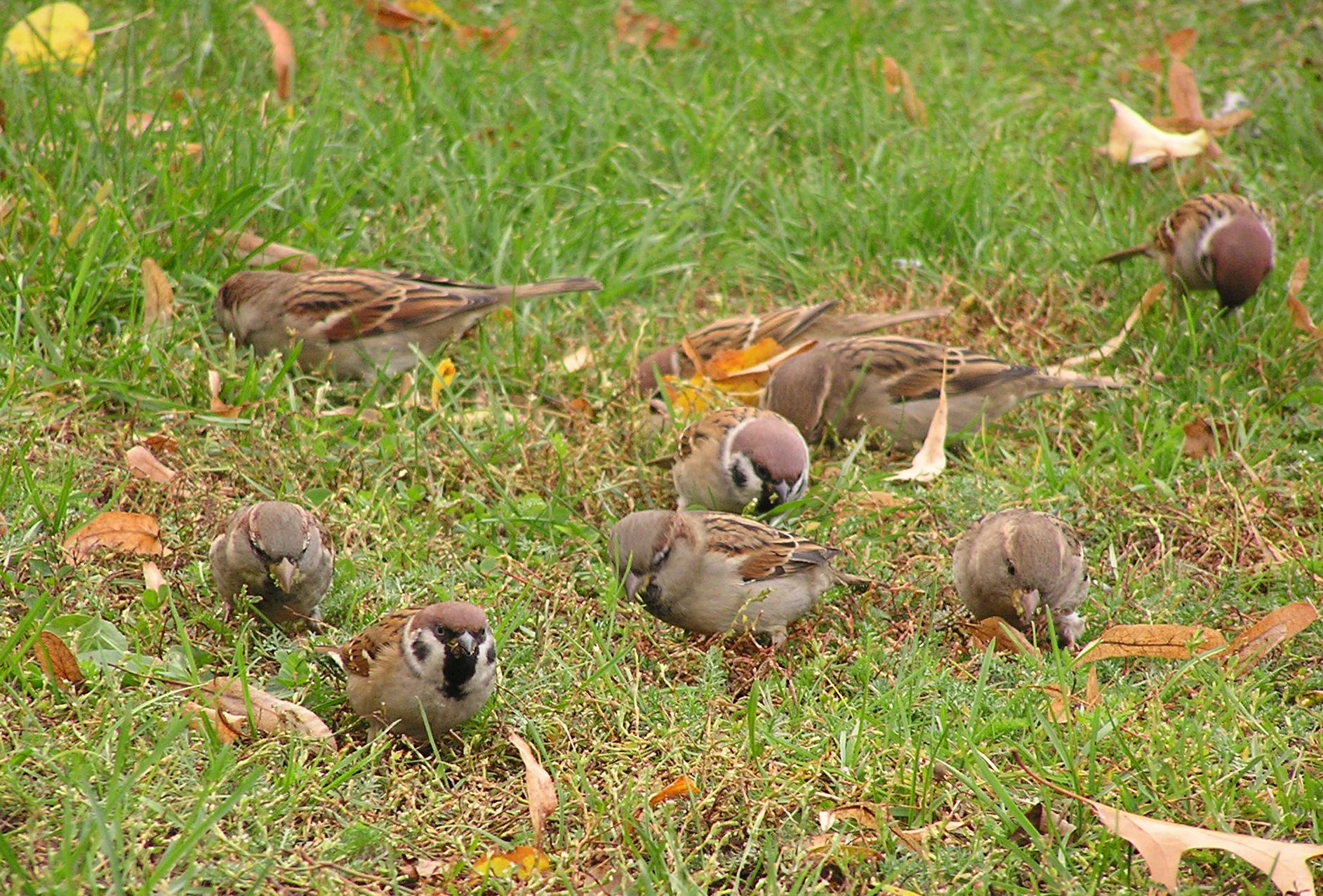 Sparrows preying on a communal lawn, photo by M. Radziszewski
