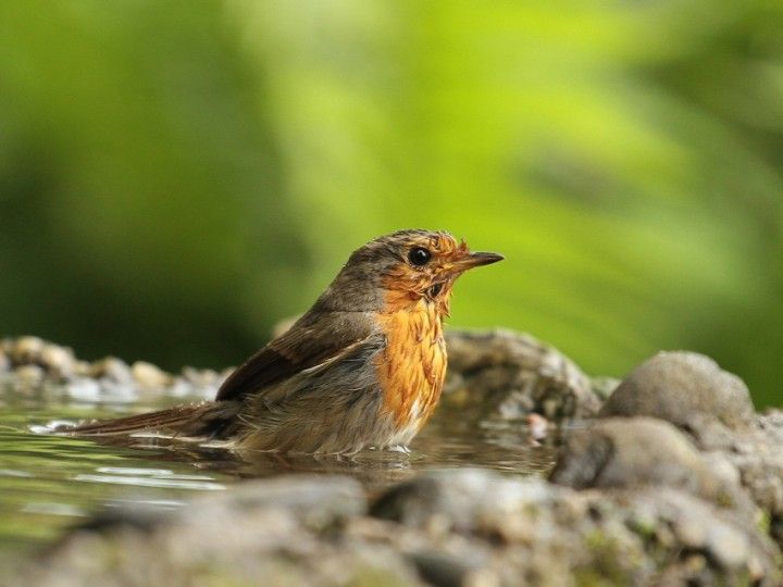 Robin in a bird bath, photo by B. Fraś